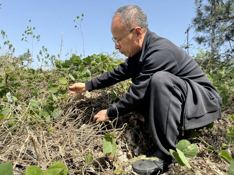 1745998238533256.jpg 葛根發(fā)芽6.jpg