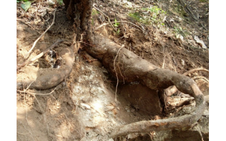 葛根粉：認準 10 年黃金期，拒絕 “年份噱頭”