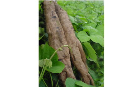 吃了這么多年的野生葛根粉，你吃對(duì)了嗎？