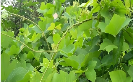 七夕寵妻狂魔就選它！二月風(fēng)雙有機野生葛根粉，健康又有文化味 