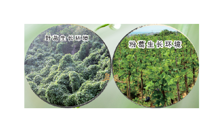 高學(xué)歷養(yǎng)生黨親測：這款雙有機(jī)野生葛根粉，憑什么成日常優(yōu)選？?