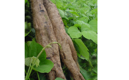 長期吃葛粉是養(yǎng)生還是傷身？科學(xué)解讀它的三大益處，讓你吃得更明白！