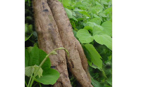 葛粉是什么？解鎖這份藏著千年文化與養(yǎng)生智慧的天然食材