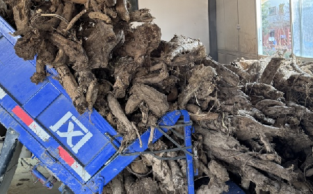 霜降采葛正當時！二月風大量收購霜降葛根，以匠心護品質(zhì)、以產(chǎn)業(yè)助增收