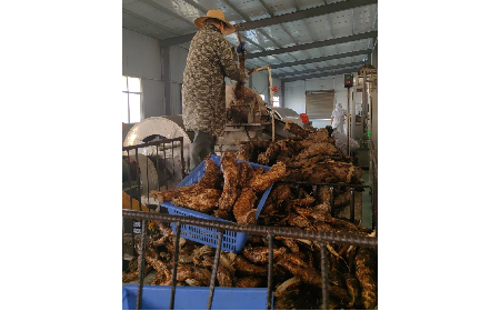 野生葛粉加工正當(dāng)時，二月風(fēng)匠心傳承好味道